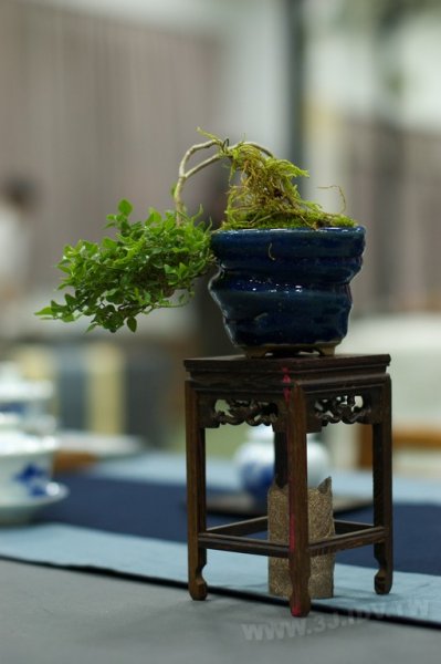 2011百年茶戲人間