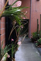 2011百年茶戲人間