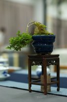 2011百年茶戲人間