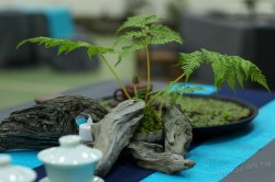 2011百年茶戲人間