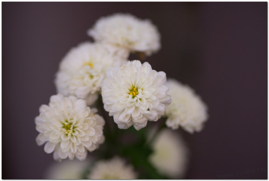 2017茶席文化-思想起