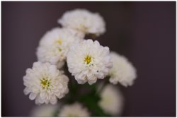 2017茶席文化-思想起